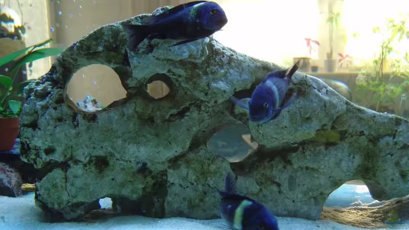 Nur Foto von Tanga italiana (9)