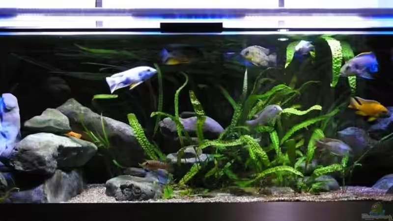 nur mit Abend- und Nachtlicht von aquabert (6)