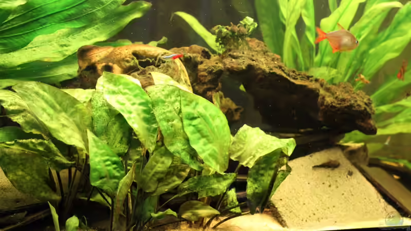 Nur mit CO2 gedüngt nach 6 Monaten von Thomas Rehkemper (4)