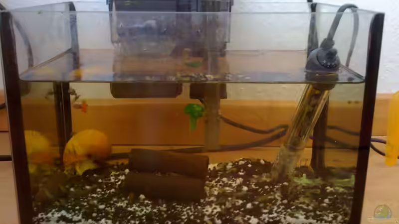 Nur nebenbei ein Garnelenbecken von Kuebiwhv (9)