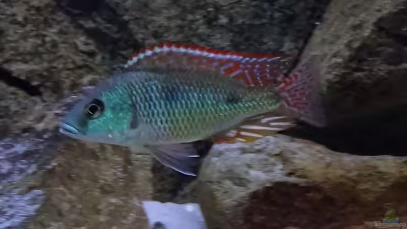 Nur noch als Beispiel von TheToxicAvenger (1)