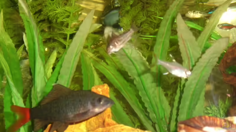 Nur Plastikpflanzen von MMD (5)