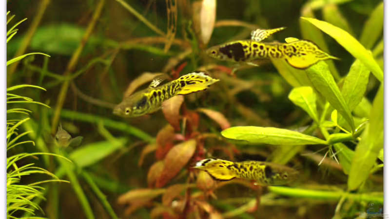 nur Tiger von hotwheelz (33)