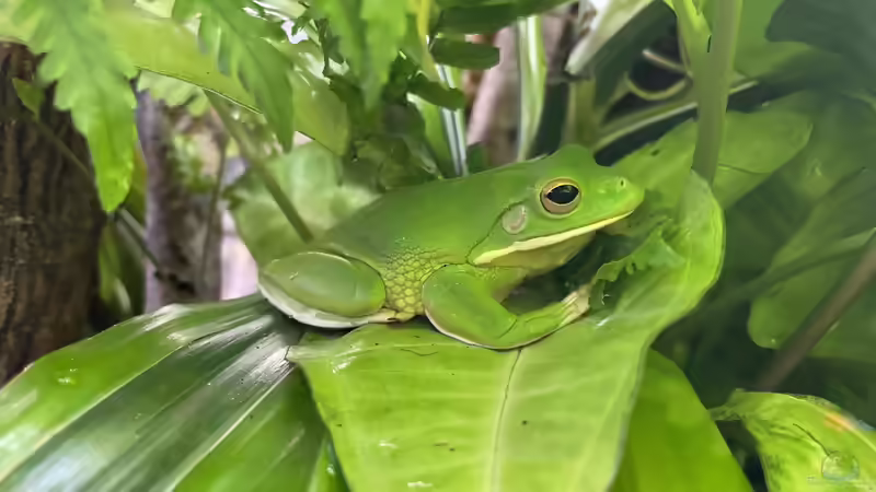 Nyctimystes - Faszinierende Baumfrösche im Terrarium