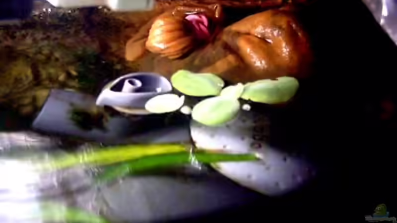 Nylon- Strumpf mit Schwarztorffasern von Thomas Schmidt (28)