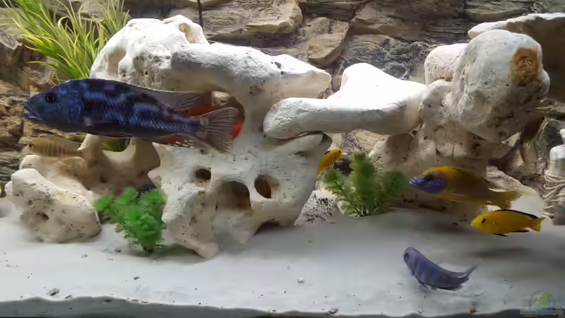 Nymbochromis Fusco von Mare (6)