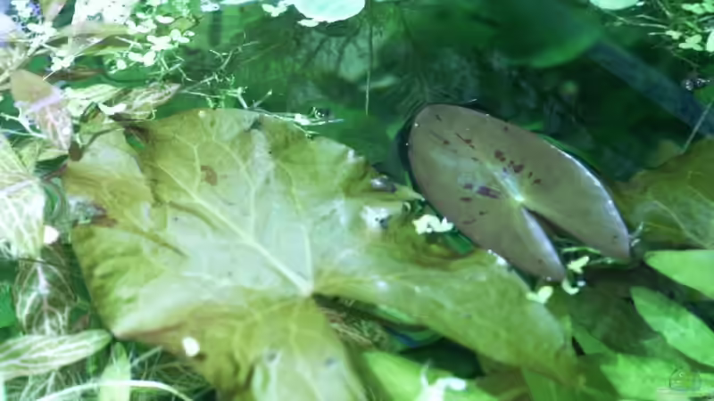 Nymphaea...? von Dschinn (35)