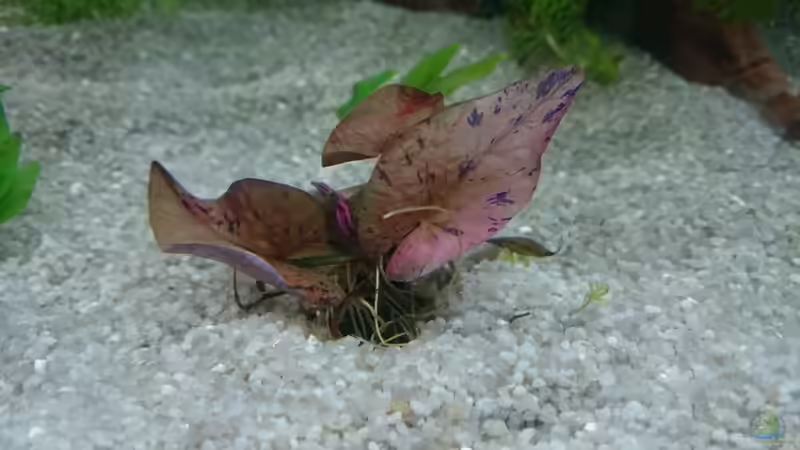 Nymphaea Lotus - frisch gesetzt von Rene Kromer (5)