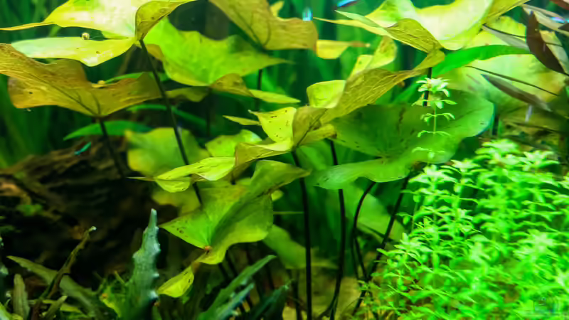 Nymphaea lotus, grün von Phil Cave (13)