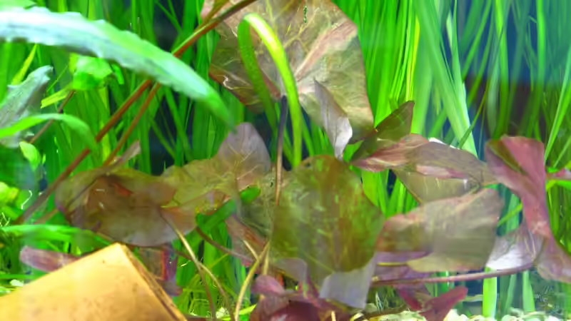 Nymphaea Lotus nach einer Woche, 15.2.2013 von NicoleZH (12)