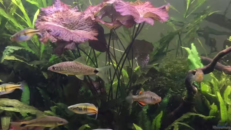 Nymphaea Lotus ´rot´ 2019-04-08 von schmitzkatze (8)