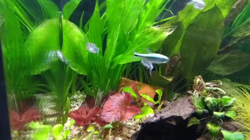 Nymphaea lotus rot (Tigerlotus) von Stephy (25)