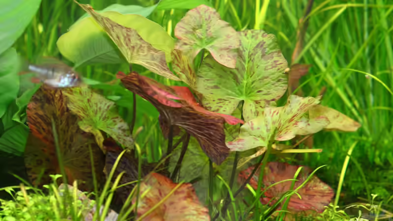 Nymphaea lotus rot und grün von Alexander Grimmer (11)