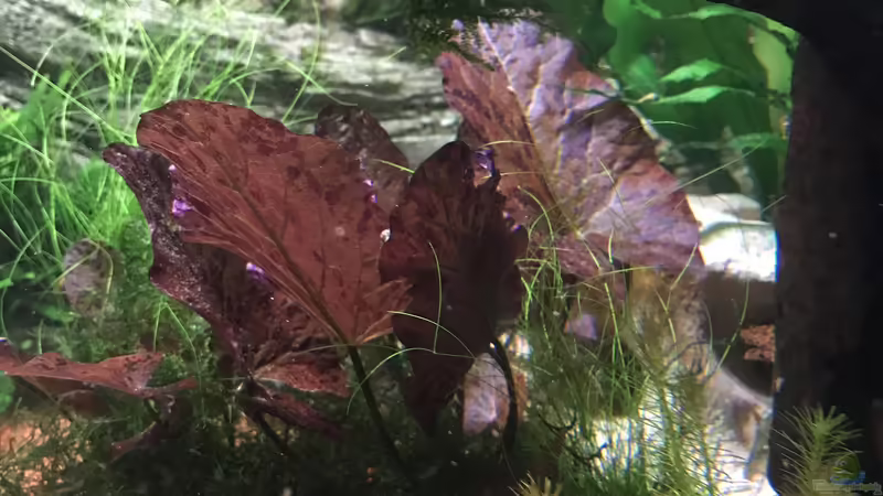 Nymphaea lotus rot von Acero (16)