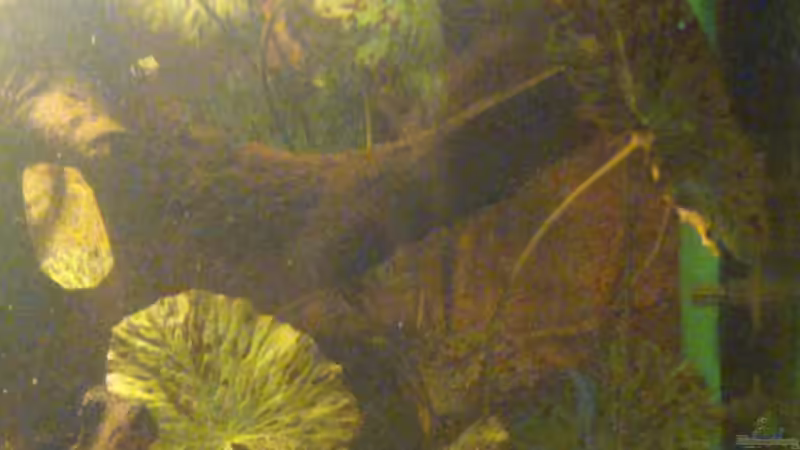 Nymphaea lotus (September 2015) von Wolly (27)