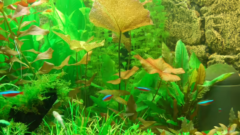 Nymphaea lotus var. rubra hinter Echinodorus tenellus von Sven Seibert (61)