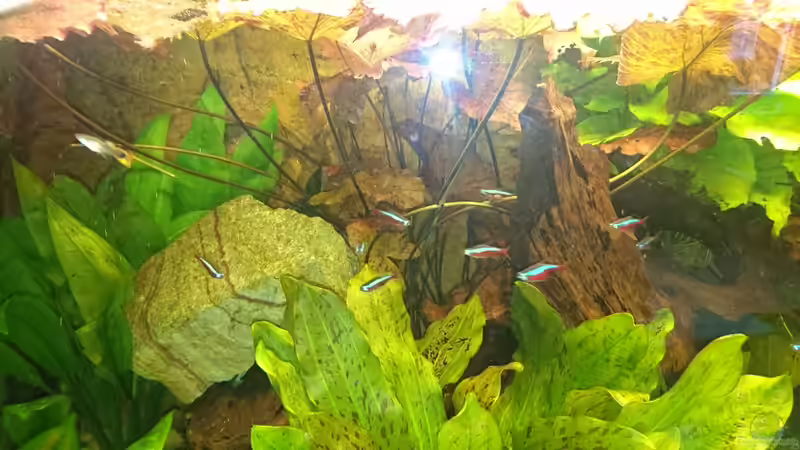 Nymphaea lotus var. rubra (Januar 2016) von Wolly (14)