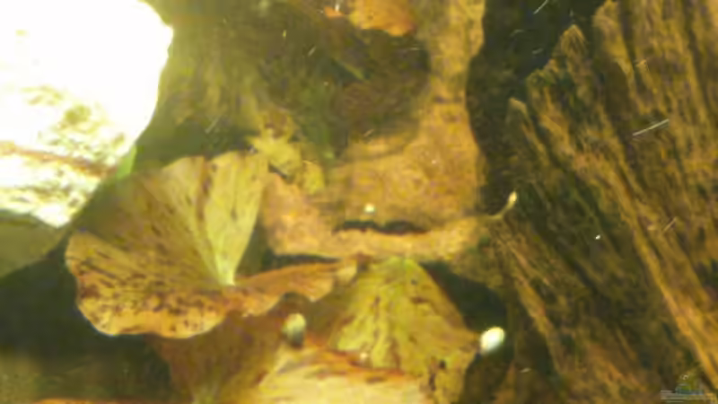 Nymphaea lotus var. rubra (September 2015) von Wolly (13)