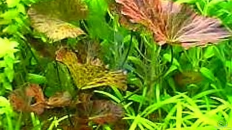 Nymphaea lotus var. rubra von Bruno Berchtold (14)