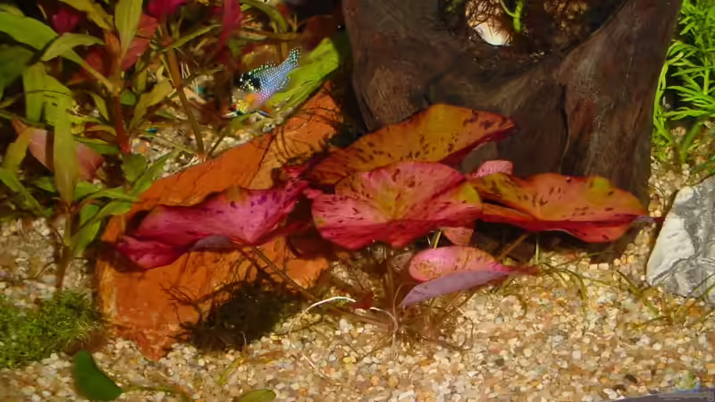 Nymphaea lotus var. rubra von Sabine Stark (7)