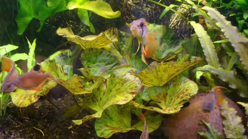 Nymphaea lotus von Christian Heitmann (6)