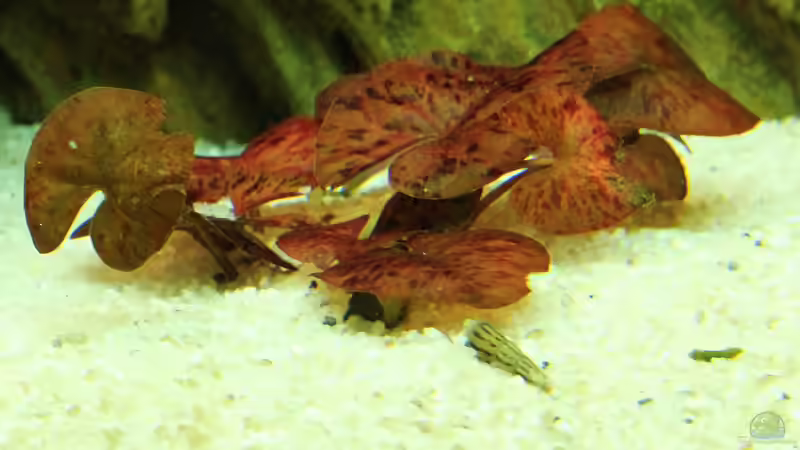 Nymphaea lotus von David B (24)