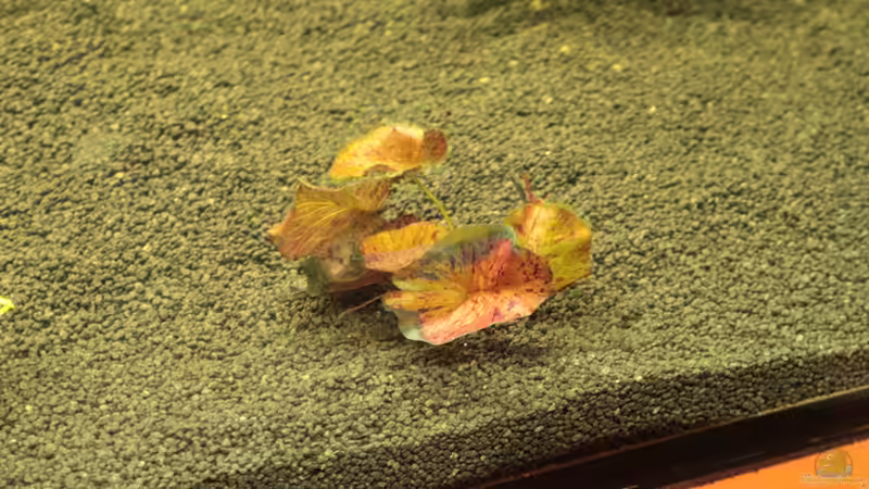 Nymphaea Lotus von Didi Don (6)