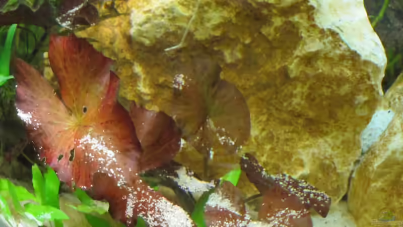 Nymphaea lotus von Fischfrau (7)