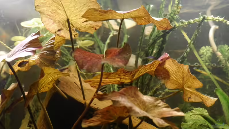 nymphaea lotus von Glückspirat82 (3)