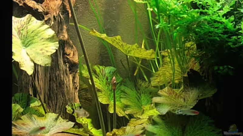 Nymphaea lotus von Grobi (11)