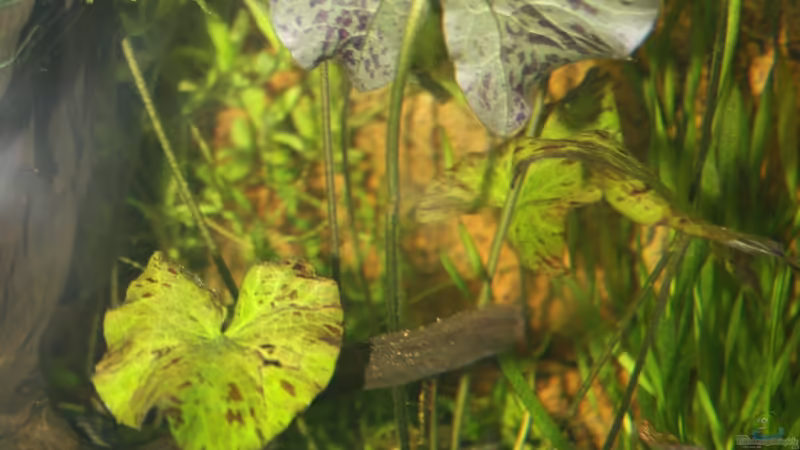 Nymphaea lotus von Kasía (11)