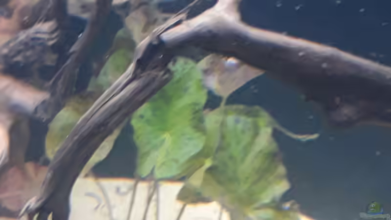 Nymphaea lotus von Mattl (6)