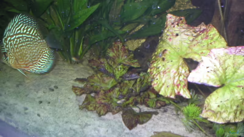 Nymphaea lotus von Robin Bucksch (4)