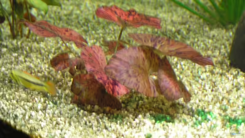 Nymphaea lotus von urml87 (4)