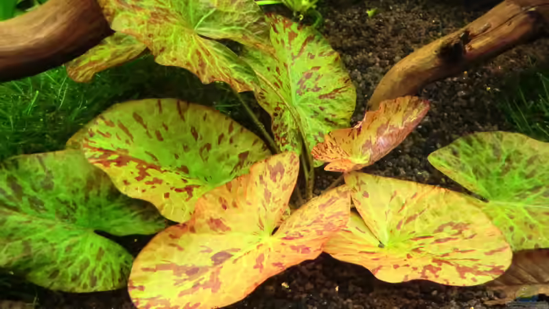 Nymphaea lotus von Wilhelm Posawatz (13)