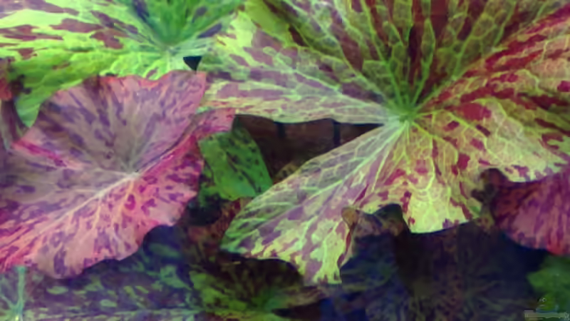 Nymphaea micrantha von Marcel Kirchhoff (4)