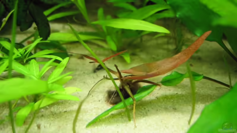 Nymphaea (rot, noch winzig...) von Gerrit Buck (8)