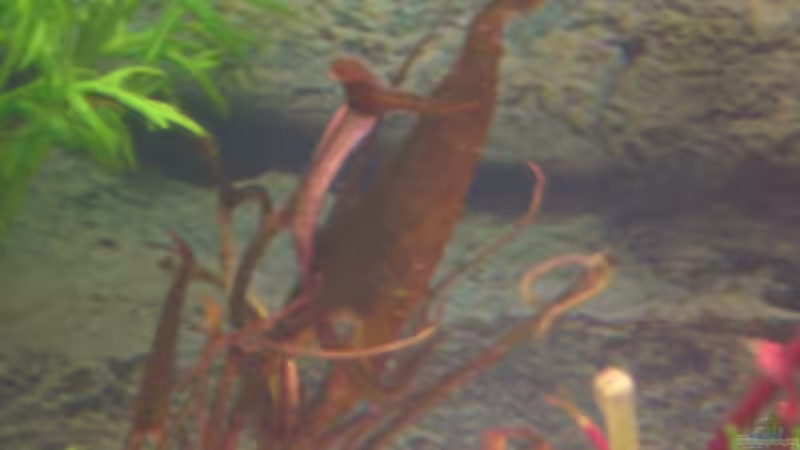 Nymphaea rubra (Triebe 3 Tage alt) von Monika Maier (7)