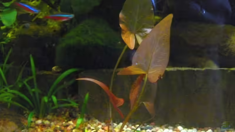 Nymphaea stellata von Die kleine Meerjungfrau (25)