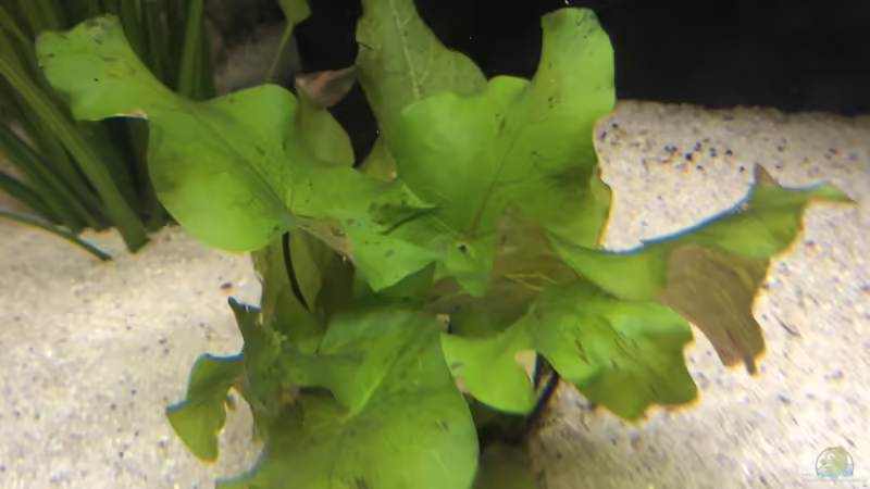 Nymphaea von Hippopotan (14)