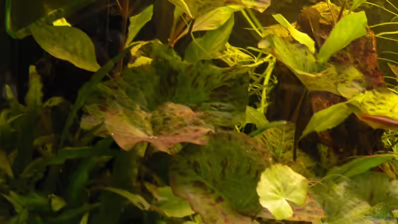 Nymphea lotus, Cryptocoryne wendtii (?); Hygrophila corymbosa (?) von Max Wolf (12)