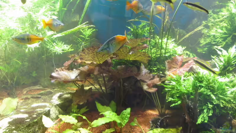 Nymphea Lotus 2016-04-24 von Christian Grunwald (17)