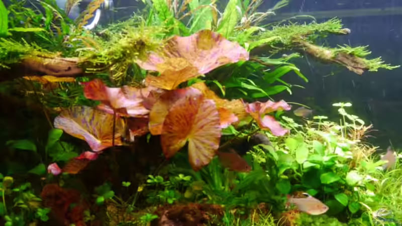 Nymphea Lotus rot  von Zebraschneggla (18)