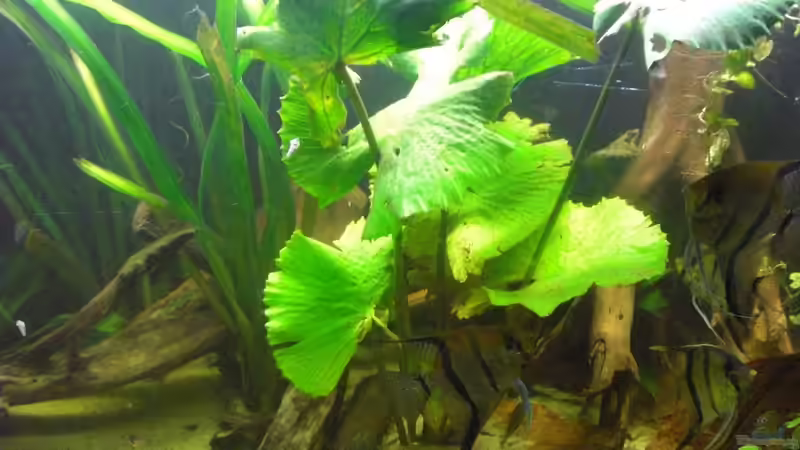 Nymphea lotus und Valisneria gigantea von Sebastian Ogorek (5)