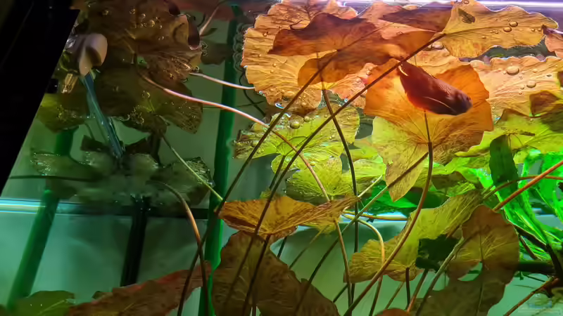 Nymphea lotus von David Schneider Aquaristik (7)