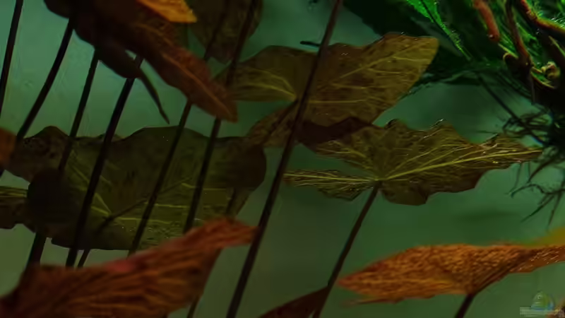 Nymphea lotus von David Schneider Aquaristik (8)