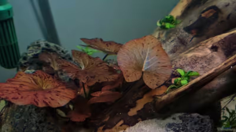 Nymphea lotus von David Schneider Aquaristik (9)