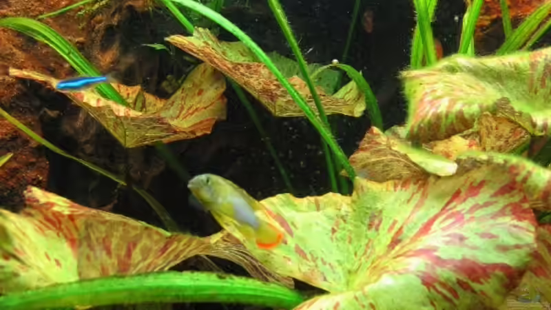 Nymphea lotus von Sascha Biedermann (5)