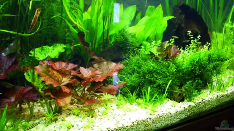 Nymphea und Moos nach 3 Wochen von Wolfgang Untergasser (3)