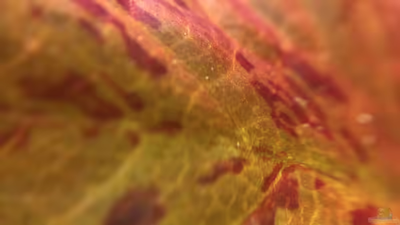 Nymphea zenkeri -Makroaufnahme  von Yasmine (21)